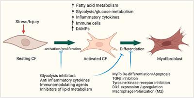 Cardiac fibrogenesis: an immuno-metabolic perspective